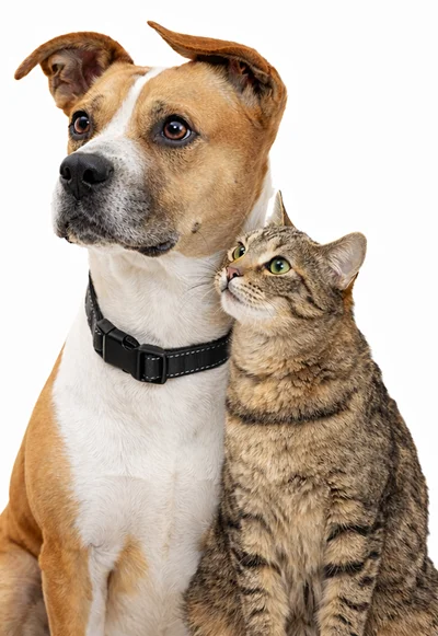 Dog and cat right