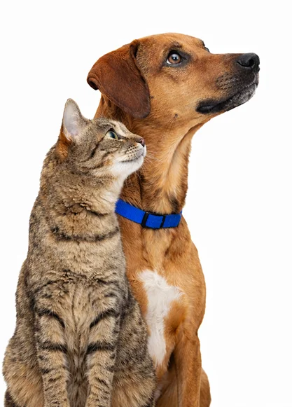 Dog and cat left